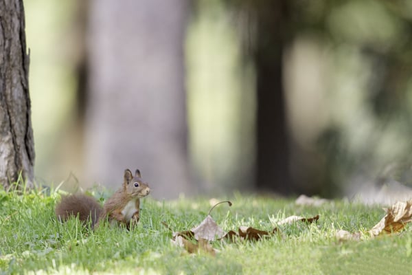brand-squirrel-nature-forest-amber_600px