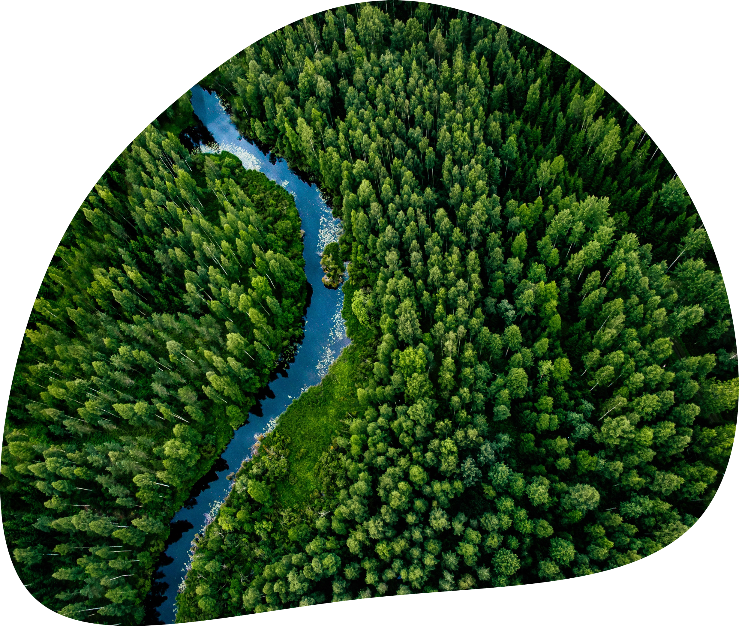 Blob_Forest_4