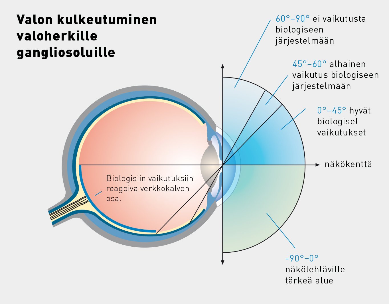 valon-kulkeutuminen-valoherkille-gangliosoluille-licht.de_
