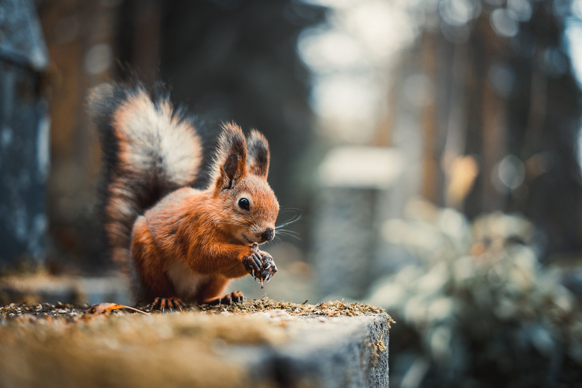 brand-squirrel-sustainability-nature-co2-amber_2000px